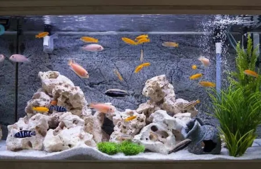 ribe u akvariju_