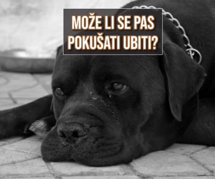MOŽE LI SE PAS POKUŠATI UBITI