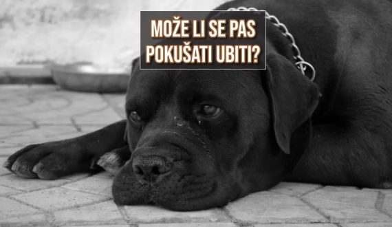 MOŽE LI SE PAS POKUŠATI UBITI