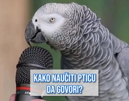kako naučiti pticu da govori