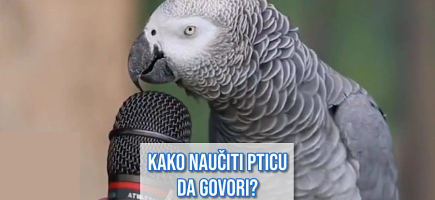 kako naučiti pticu da govori