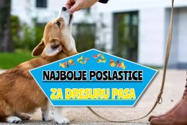 najbolje poslastice za dresuru pasa