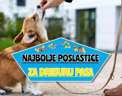 najbolje poslastice za dresuru pasa