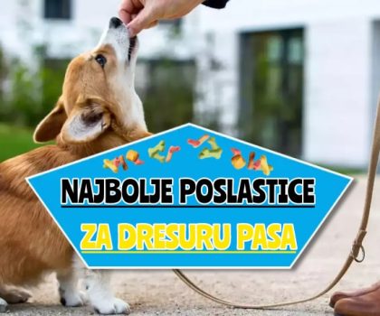 najbolje poslastice za dresuru pasa