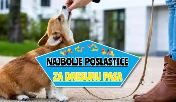 najbolje poslastice za dresuru pasa