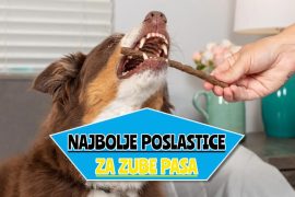 _najbolje poslastice za zube pasa
