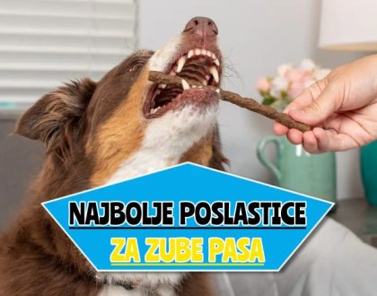 _najbolje poslastice za zube pasa