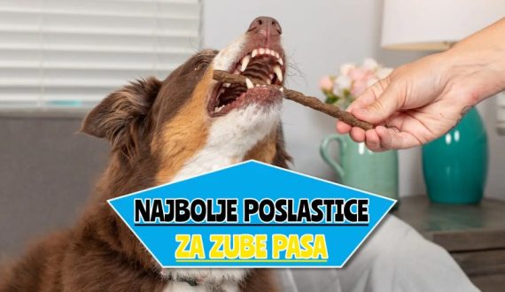_najbolje poslastice za zube pasa
