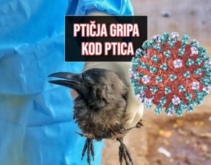 ptičja gripa kod ptica_