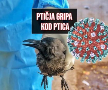 ptičja gripa kod ptica_