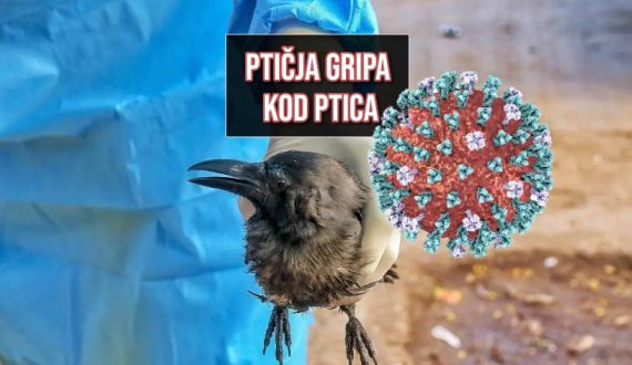 ptičja gripa kod ptica_