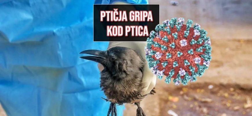 ptičja gripa kod ptica_