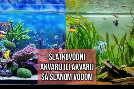 slatkovodni akvarij ili akvarij sa slanom vodom