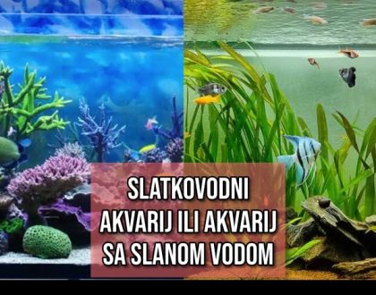 slatkovodni akvarij ili akvarij sa slanom vodom