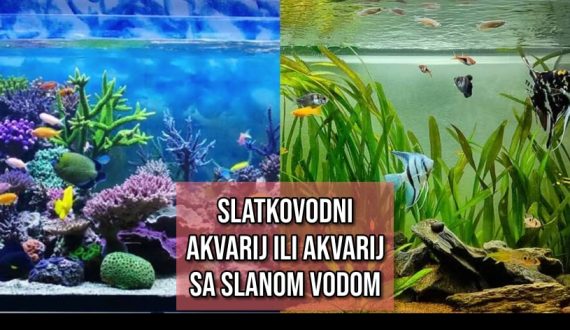 slatkovodni akvarij ili akvarij sa slanom vodom