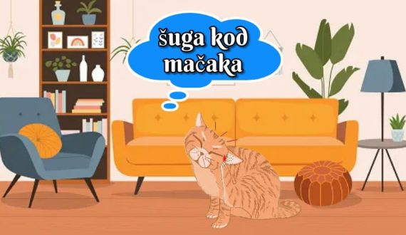 šuga kod mačaka