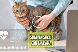 šum na srcu kod mačaka