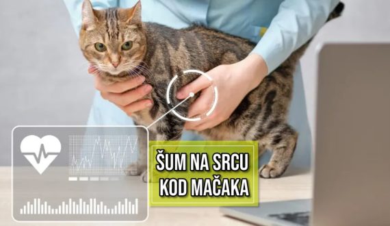 šum na srcu kod mačaka