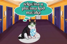 tekućina u plućima kod mačaka_