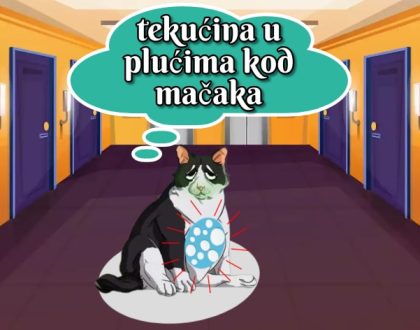 tekućina u plućima kod mačaka_