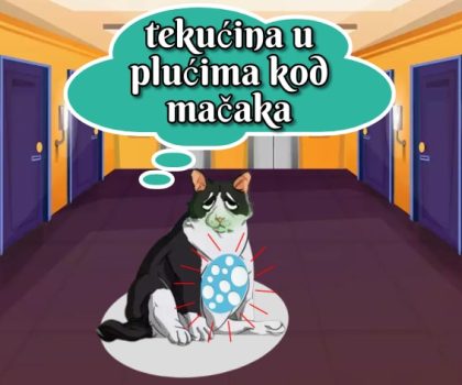 tekućina u plućima kod mačaka_