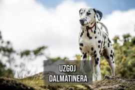 uzgoj dalmatinera