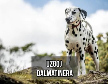 uzgoj dalmatinera