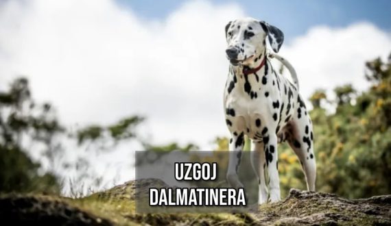 uzgoj dalmatinera