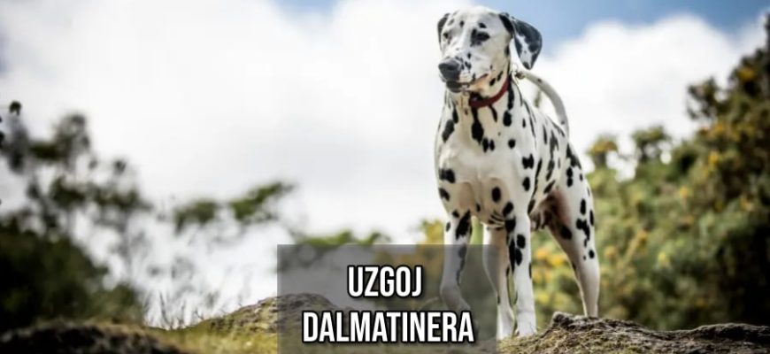 uzgoj dalmatinera