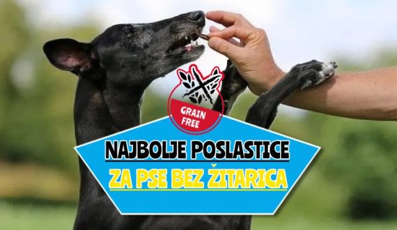 Najbolje poslastice za pse bez žitarica