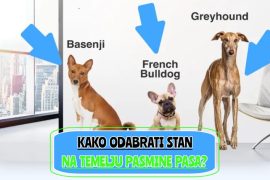 kako odabrati stan na temelju pasmine pasa_