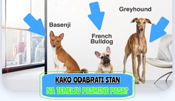 kako odabrati stan na temelju pasmine pasa_