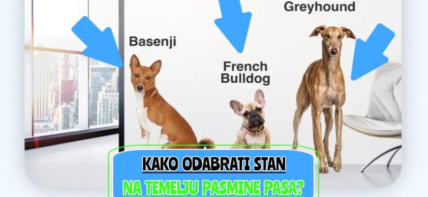 kako odabrati stan na temelju pasmine pasa_