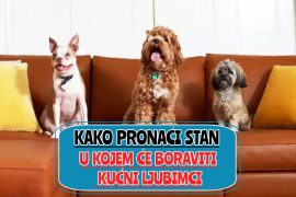 kako pronaći stan u kojem će boraviti kućni ljubimci_