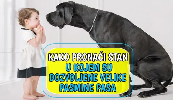 kako pronaći stan u kojem su dozvoljene velike pasmine pasa_