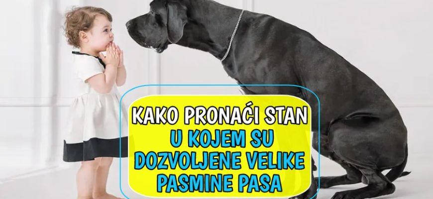 kako pronaći stan u kojem su dozvoljene velike pasmine pasa_