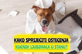 _kako spriječiti oštećenja kućnih ljubimaca u stanu