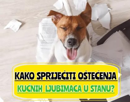 _kako spriječiti oštećenja kućnih ljubimaca u stanu