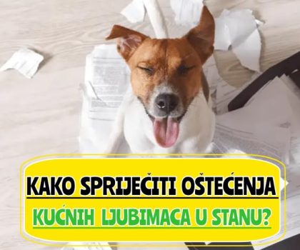 _kako spriječiti oštećenja kućnih ljubimaca u stanu
