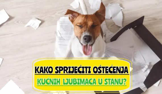 _kako spriječiti oštećenja kućnih ljubimaca u stanu