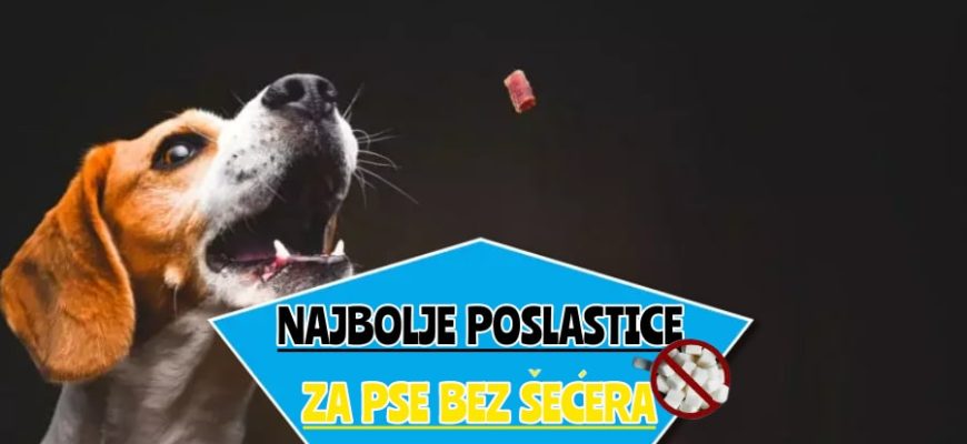 najbolje poslastice za pse bez šećera__