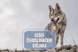 uzgoj čehoslovačkih vučjaka_