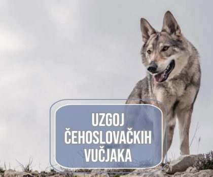 uzgoj čehoslovačkih vučjaka_