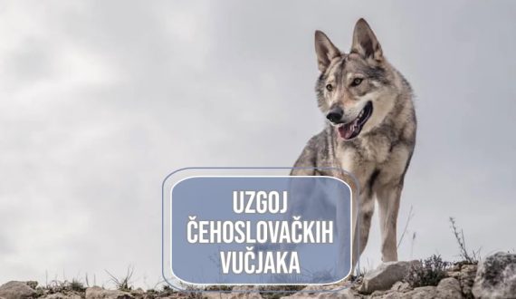 uzgoj čehoslovačkih vučjaka_