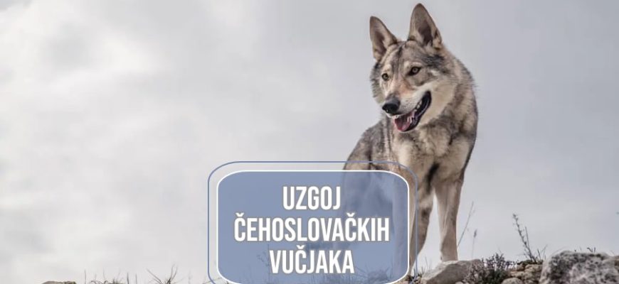 uzgoj čehoslovačkih vučjaka_