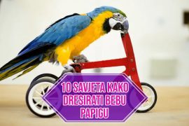 10 SAVJETA KAKO DRESIRATI BEBU PAPIGU