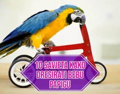 10 SAVJETA KAKO DRESIRATI BEBU PAPIGU