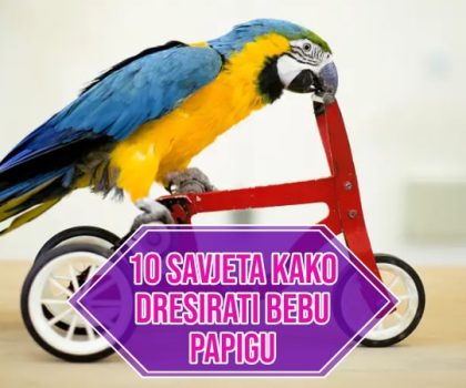 10 SAVJETA KAKO DRESIRATI BEBU PAPIGU