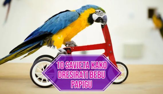 10 SAVJETA KAKO DRESIRATI BEBU PAPIGU