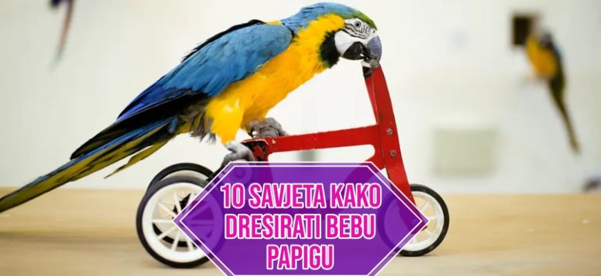 10 SAVJETA KAKO DRESIRATI BEBU PAPIGU